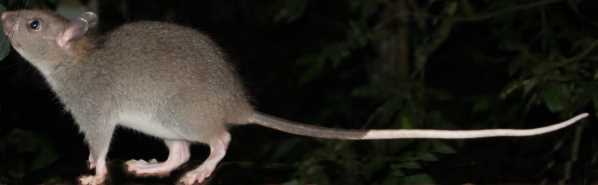 Long Tailed Rat